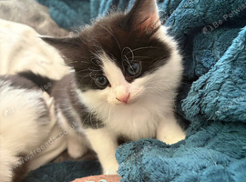 Boy kittens