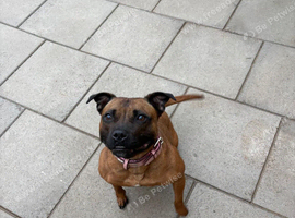 KC Registered Red/Brindle Black Staffy Puppies