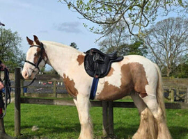 Rising 3 cob 13hh