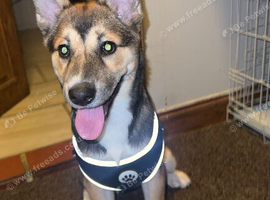 Husky X Akita