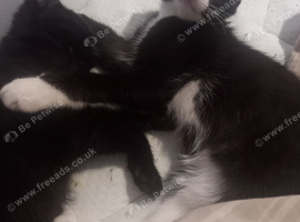 2 kittens left!!