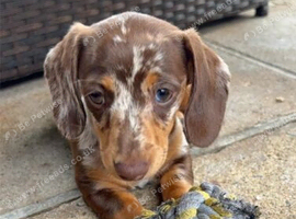 Miniature Dachshund Fluffy & Smooth