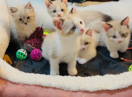 5 mixed ragdolls