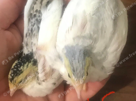 SEXED QUAILS/CHINESE PAINTED BUTTONS !