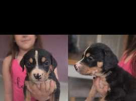 American Bulldog x Staffie x Beagle/Bloodhound Puppies &ndash; Both Parents Family Pets