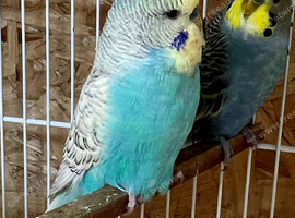 Budgies for new home
