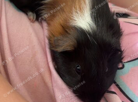 2 males guinea pigs for sale