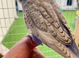 Baby budgie