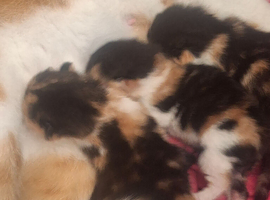 3 beautiful kittens