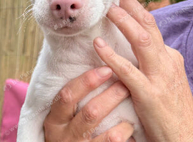 Jack russle male 3 months