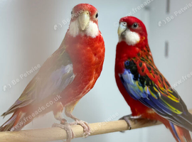 Rosella