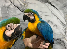 HandReared Friendly Baby Super Tame Cuddly Blue & Gold Macaw Parrot,11