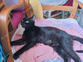mix burmese siamese female adult gentle cat