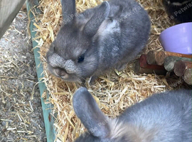 Beautiful bunny&rsquo;s