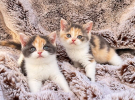 Ready now Britsh shorthair rare tri colour kittens