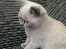 Beautiful grey and white British Shorthair / Scottish Fold kitten