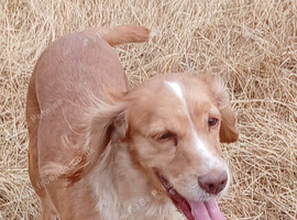 Cocker Spaniel Girl