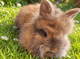 PRICE DROP &pound;70: 4 Gorgeous Purebred Double Mane Lionhead Baby Rabbits (Girls) Ready Now!