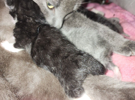 Russian blue mix