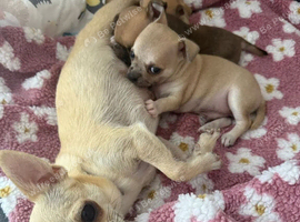 Gorgeous Chihuahua Puppies The Perfect Little Companions