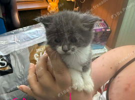 3 beautiful kittens 3 girls & 1 boy