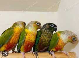 Pineapple Cinnamon & Green cheek Conures