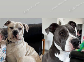 Old tyme x American bulldog REDUCED