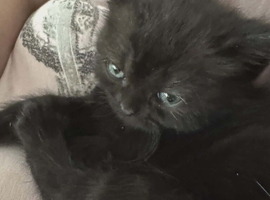 Adorable Kittens Looking for Their Forever Homes