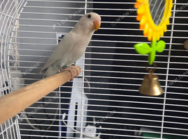 Young lovebirds for sale cardiff