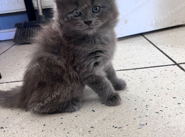 British short hair kittens