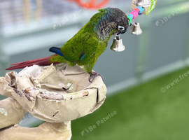 Green cheek conure