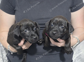 Stunning Patterdale Puppies
