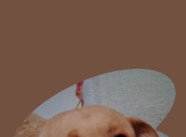 Labrador