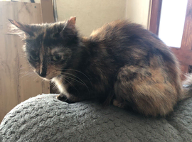 Female tortoise shell cat