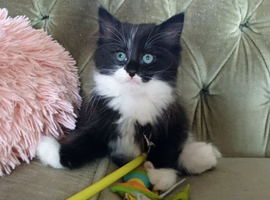 Beautiful Fluffy/long hair Kittens (1 Rehomed)