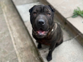Shar pei