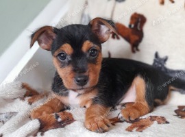 Jack Russell cross puppies