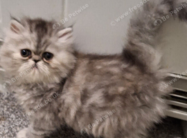Stunning pure bred persian kittens bridgwater