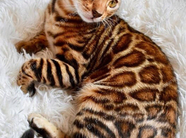 Beautiful Bengal kitten