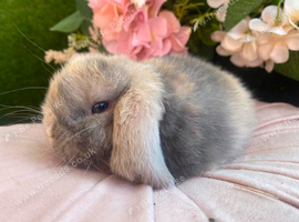 Mini lop