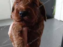 Cockapoo