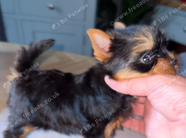 Two beautiful Yorkshire terrier puppy bitches