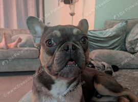 French bulldog Male 8 months old