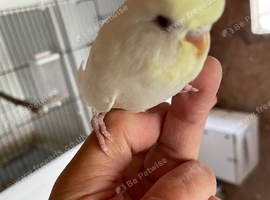 Tame baby budgies