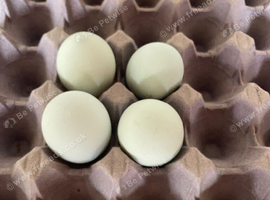 Hatching eggs