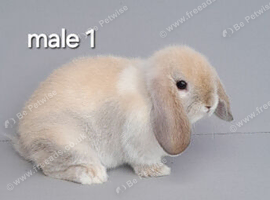 Mini lop rabbits ready now