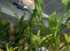 Purple and aubergine mystery snails