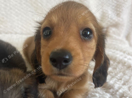 FAMILY RAISED DNA TESTED DACHSHUND