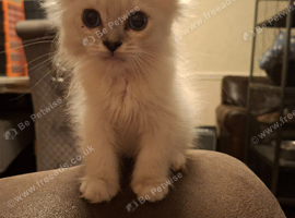 Two beautiful ragdolls