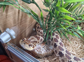 Two beautiful adault female hognose